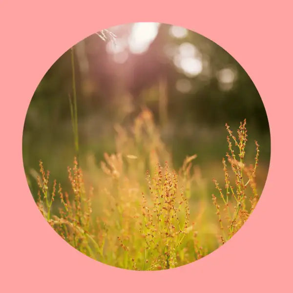 How much does a business carbon footprint cost?