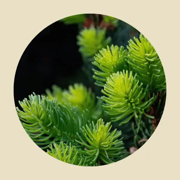 How to navigate the NHS Evergreen Assessment