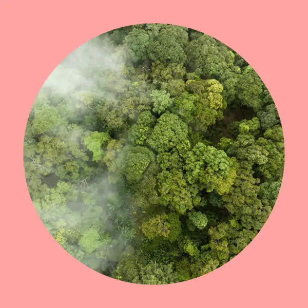 PPN 006 Carbon Reduction Plan: What It Is & How to Comply