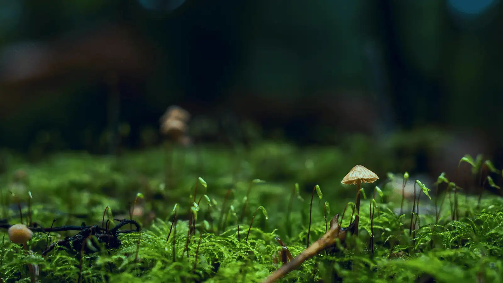 A close-up photograph of a forest floor covered in lush green moss, with small mushrooms growing through it. The background is a soft, blurred dark green and brown woodland setting.