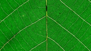 Green Business certification for SMEs